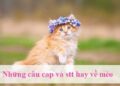 Stt và cap về mèo hay nhất