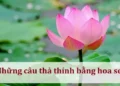 Những câu thả thính bằng hoa sen ấn tượng