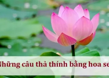 Những câu thả thính bằng hoa sen ấn tượng