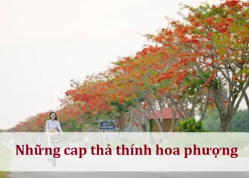 Những cap thả thính hoa phượng