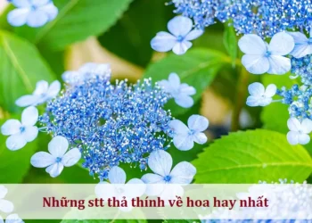 Những stt thả thính về hoa hay nhất