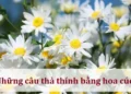 Những câu thả thính bằng hoa cúc