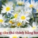 Những câu thả thính bằng hoa cúc