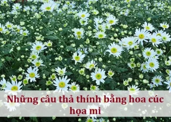 Những câu thả thính bằng hoa cúc họa mi