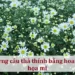 Những câu thả thính bằng hoa cúc họa mi
