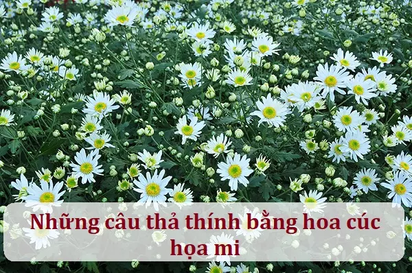 Nuôi chim họa mi như thế nào để chim khỏe và hót hay?