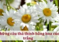 Những câu thả thính bằng hoa cúc trắng