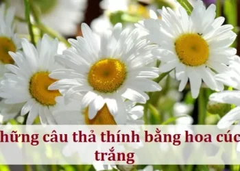 Những câu thả thính bằng hoa cúc trắng