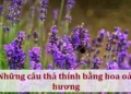 Những câu thả thính bằng hoa oải hương