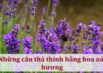 Những câu thả thính bằng hoa oải hương