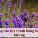 Những câu thả thính bằng hoa oải hương