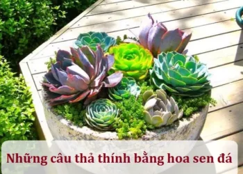 Những câu thả thính bằng hoa sen