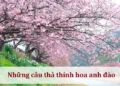 Những câu thả thính hoa anh đào