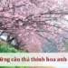 Những câu thả thính hoa anh đào
