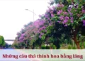 Những câu thả thính hoa bằng lăng