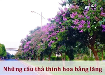 Những câu thả thính hoa bằng lăng
