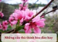 Những câu thả thính hoa đào hay