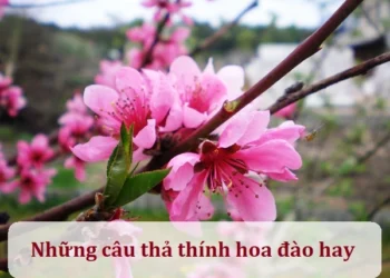 Những câu thả thính hoa đào hay