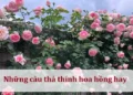 Những câu thả thính hoa hồng hay