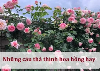 Những câu thả thính hoa hồng hay
