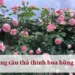 Những câu thả thính hoa hồng hay