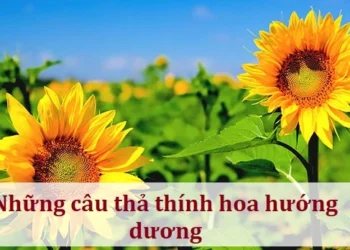 Những câu thả thính hoa hướng dương