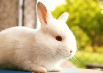 Những câu thả thính về con thỏ