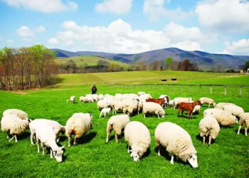 Những câu thả thính về cừu