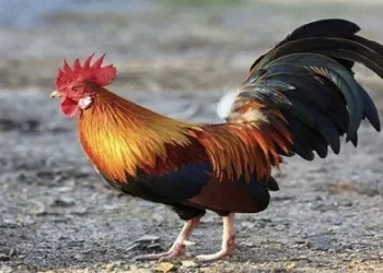 Những câu thả thính về gà