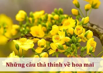 Những câu thả thính về hoa mai