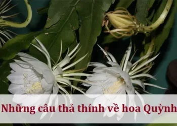 Những câu thả thính về hoa Quỳnh