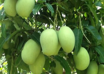 Những câu thả thính về xoài hay