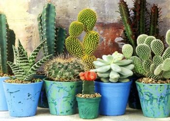 Những thả Thính Về Xương Rồng