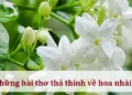 Những bài thơ thả thính về hoa nhài