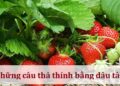Những câu thả thính bằng dâu tây