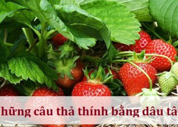 Những câu thả thính bằng dâu tây