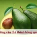Những câu thả thính bằng quả bơ