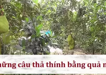 Những câu thả thính bằng quả mít