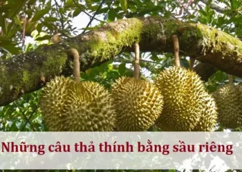 Những câu thả thính bằng sầu riêng