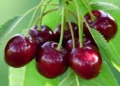 Những câu thả thính bằng trái cherry