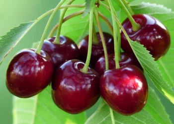 Những câu thả thính bằng trái cherry