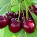 Những câu thả thính bằng trái cherry