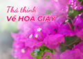 Thả Thính Về Hoa Giấy